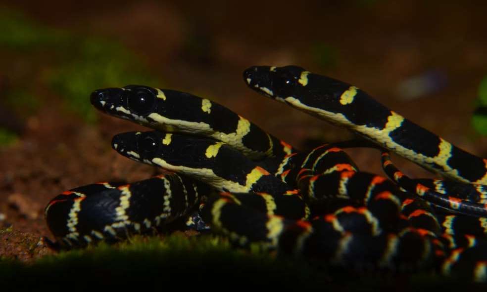Sri Lankan Snake Species